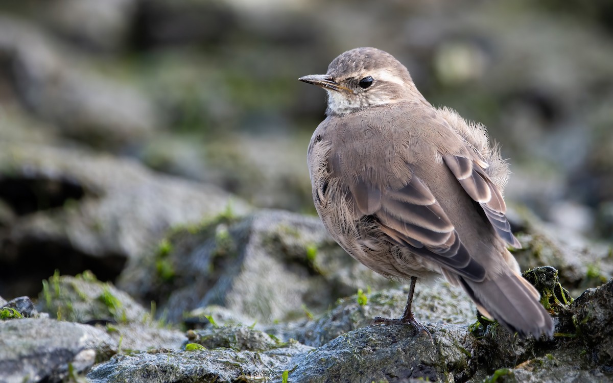 Buff-winged Cinclodes - ML466939051