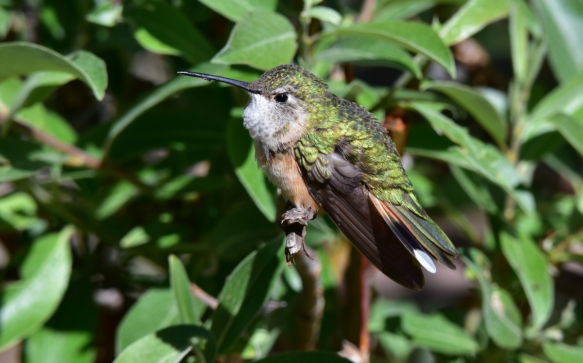 Broad-tailed Hummingbird - ML466940051