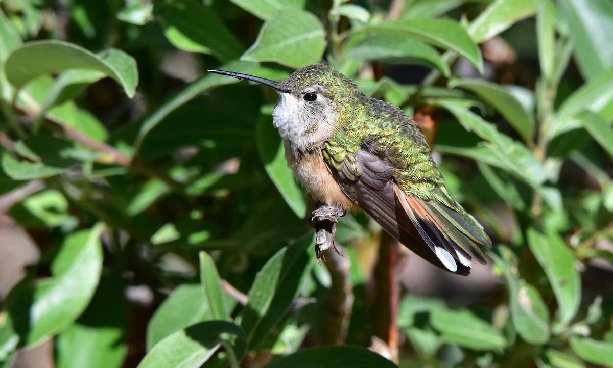 Broad-tailed Hummingbird - ML466940061