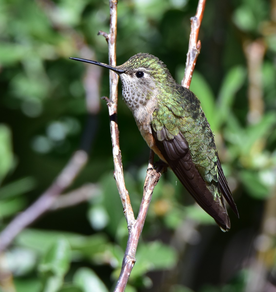 Broad-tailed Hummingbird - ML466940081