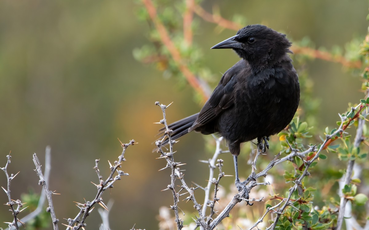 Austral Blackbird - ML466940261