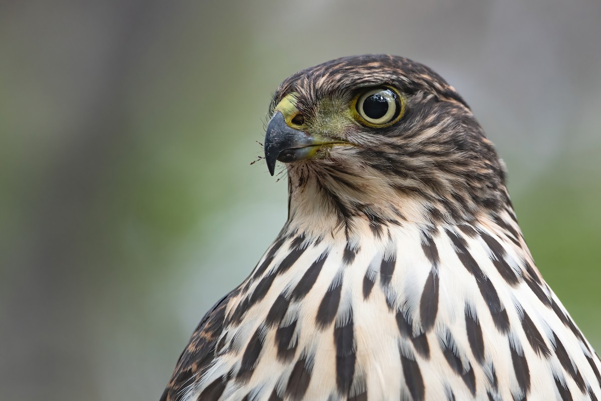 Chilean Hawk - ML466940341