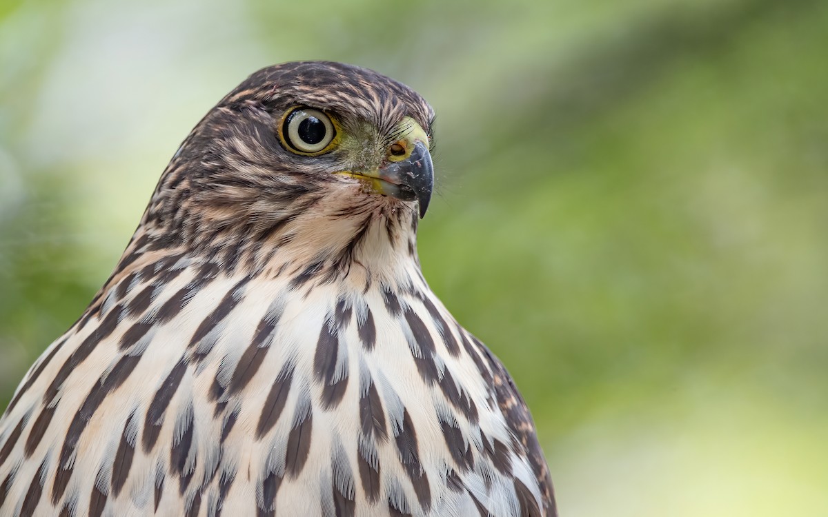 Chilean Hawk - ML466940351