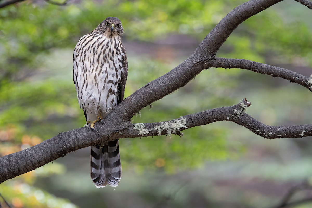 Chilean Hawk - ML466940381