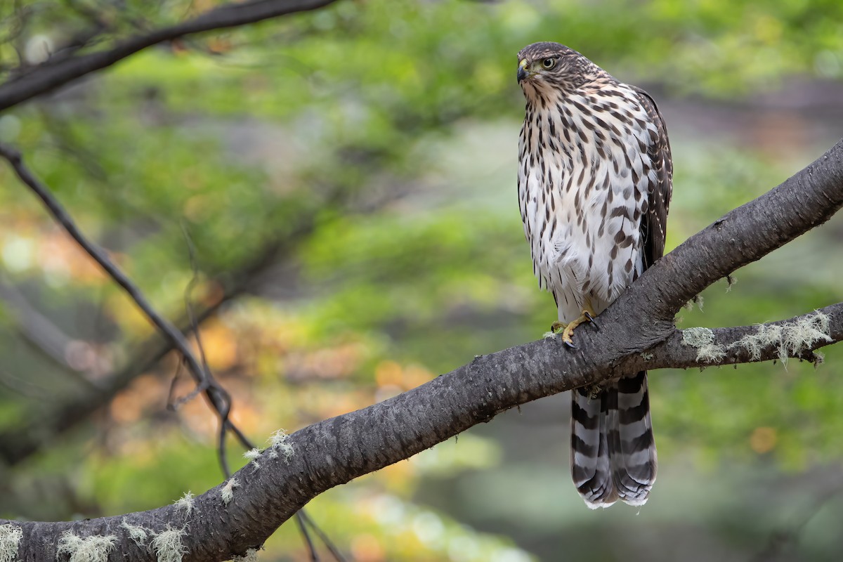 Chilean Hawk - ML466940391