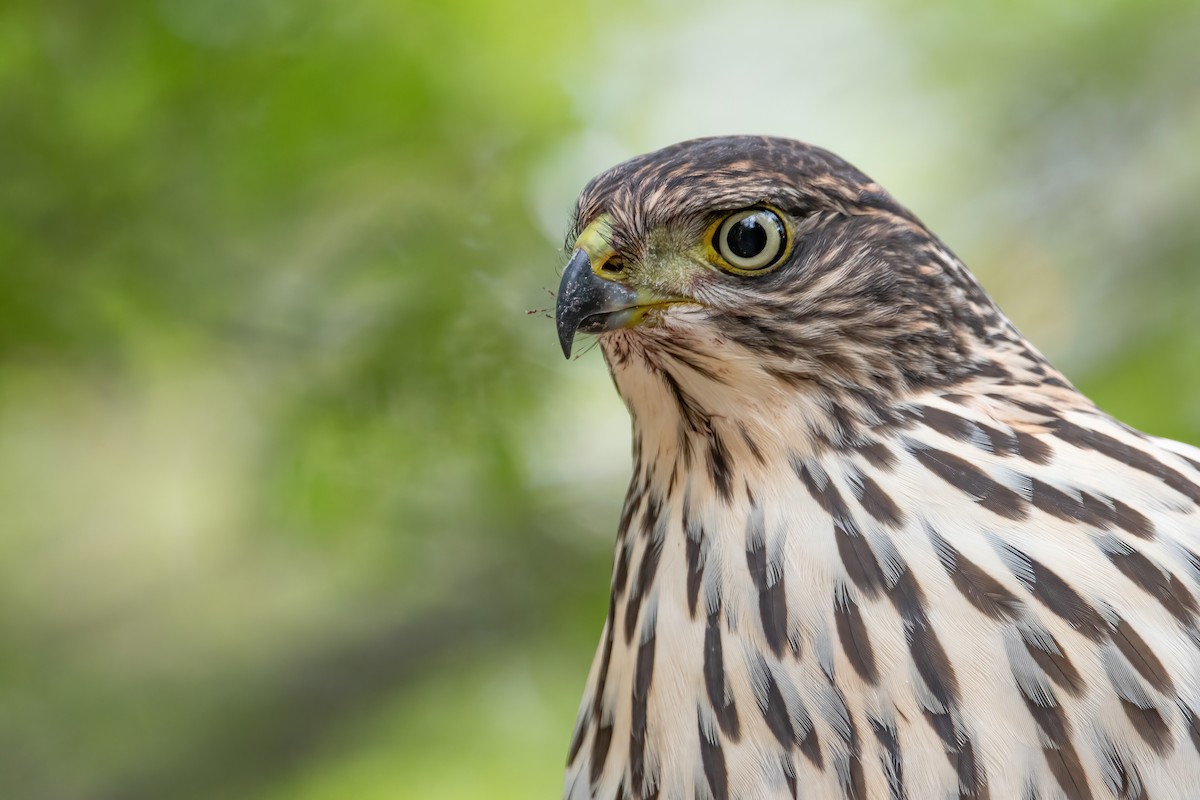 Chilean Hawk - ML466940401