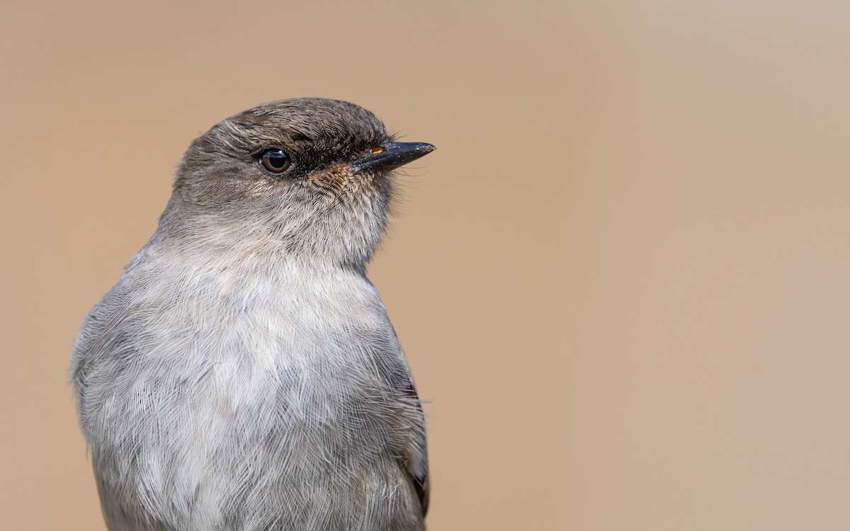 Dark-faced Ground-Tyrant - ML466940531