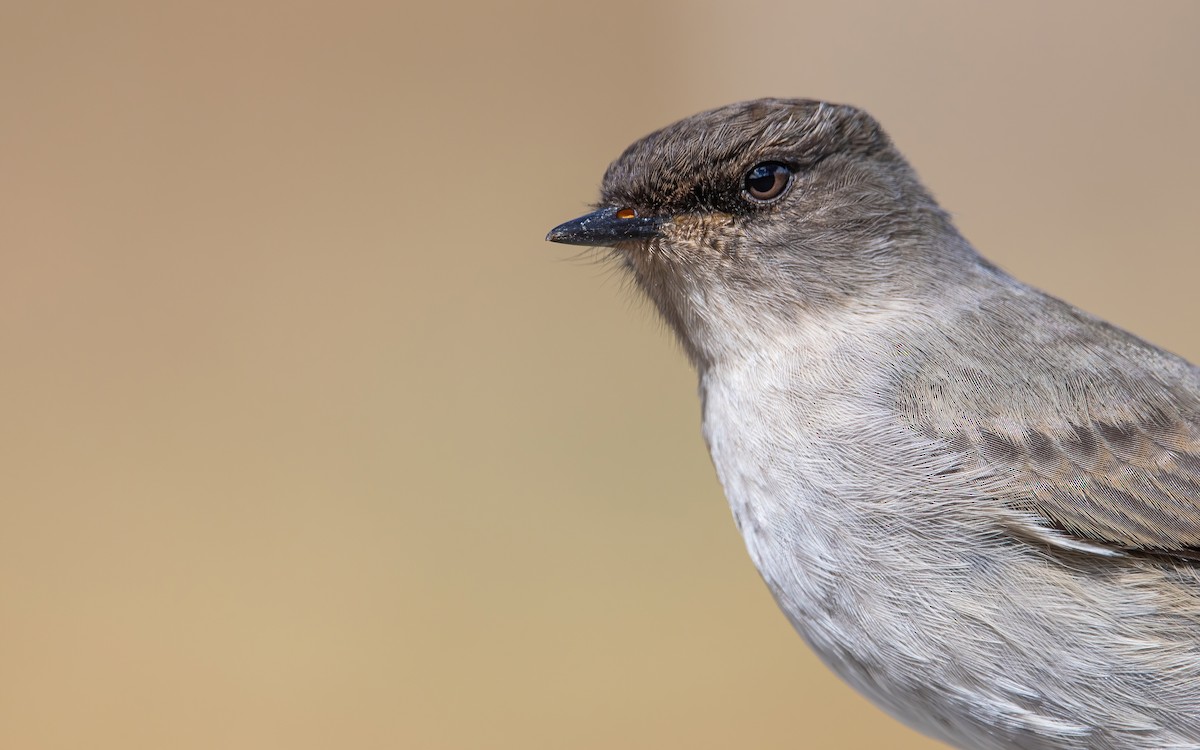 Dark-faced Ground-Tyrant - ML466940551