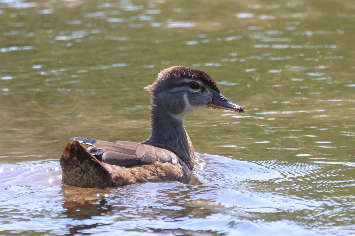 Wood Duck - ML466941251