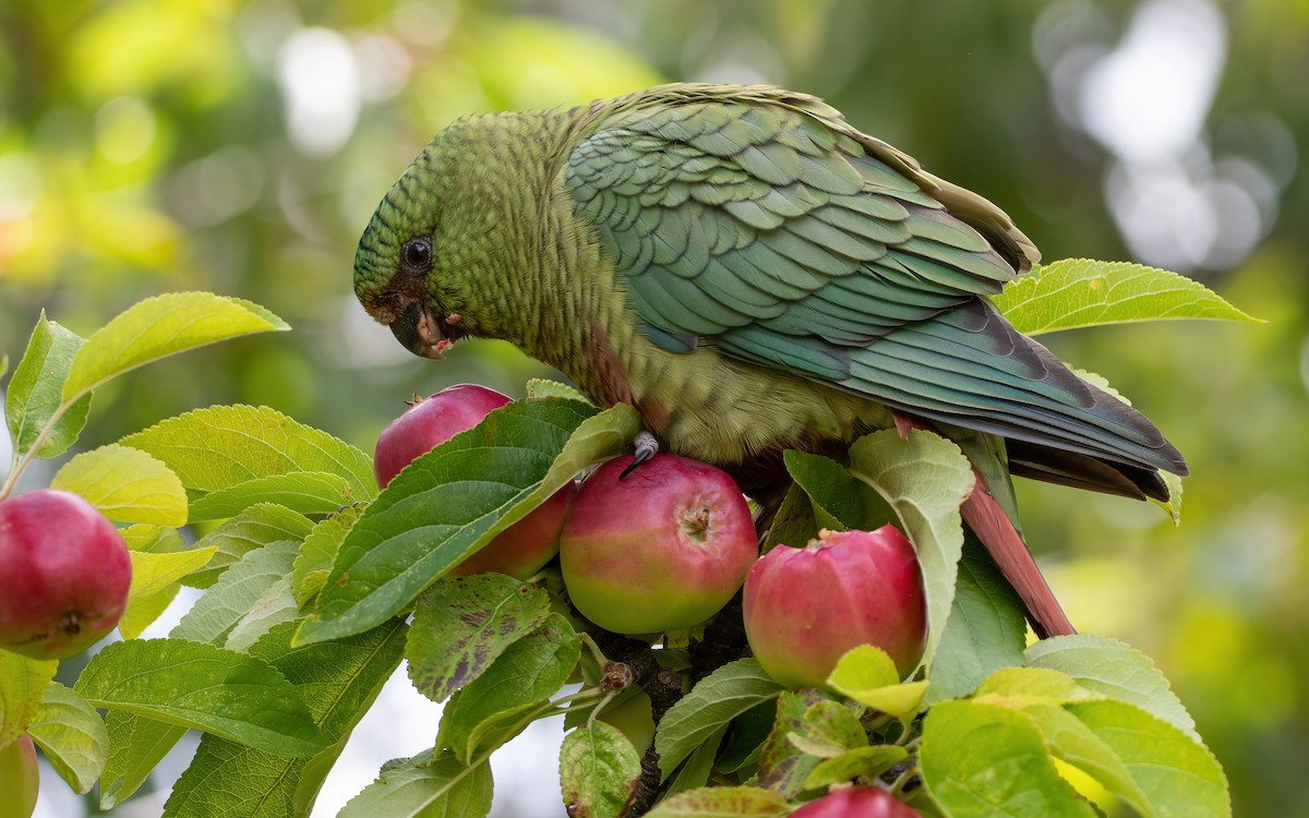 Austral Parakeet - Mason Maron