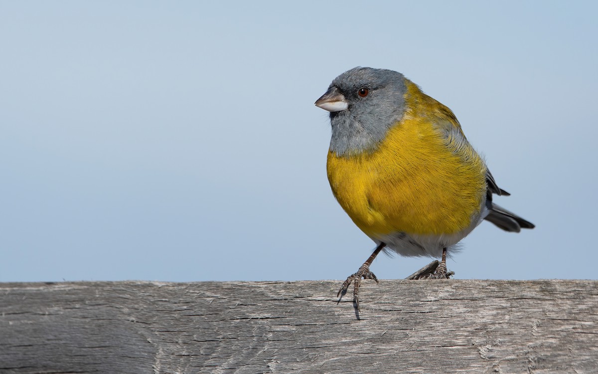 Gray-hooded Sierra Finch - Mason Maron