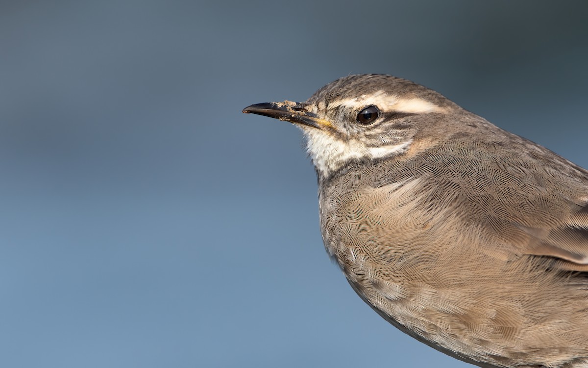 Buff-winged Cinclodes - ML466942971