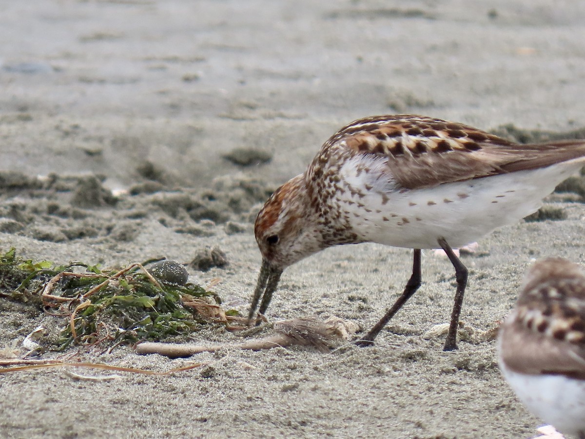 Western Sandpiper - ML466943131