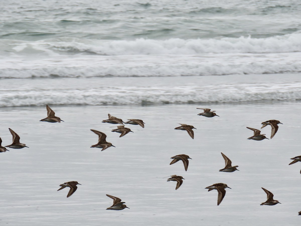 Western Sandpiper - ML466943141