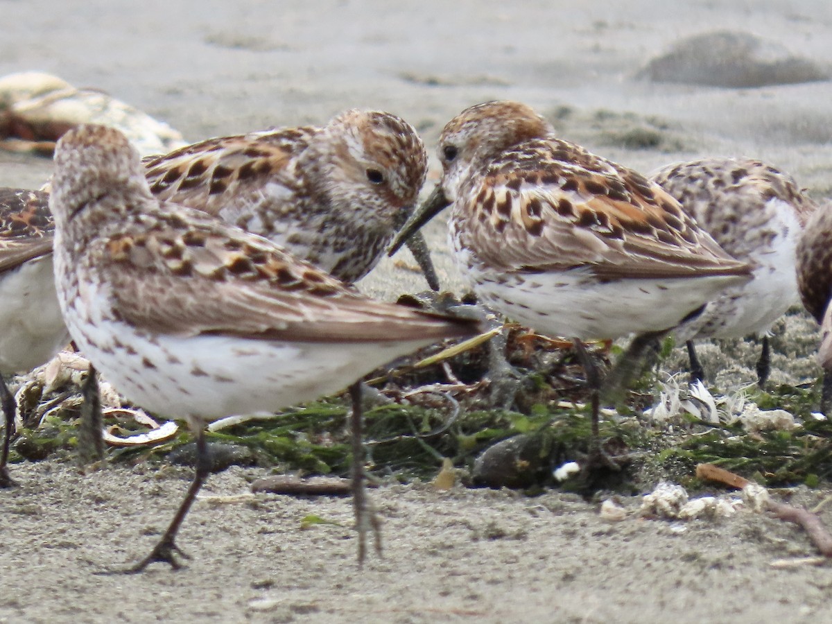 Western Sandpiper - ML466943151