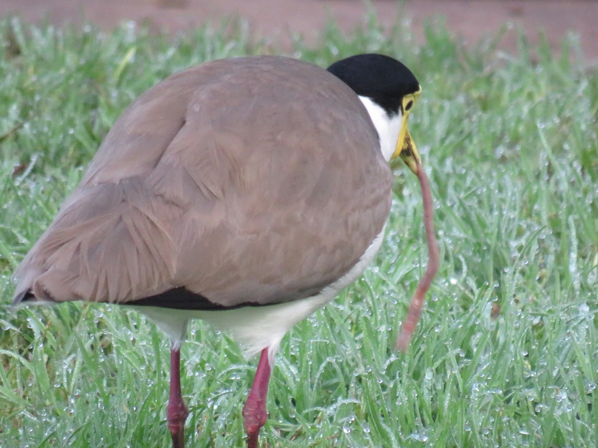 Masked Lapwing - ML466943251