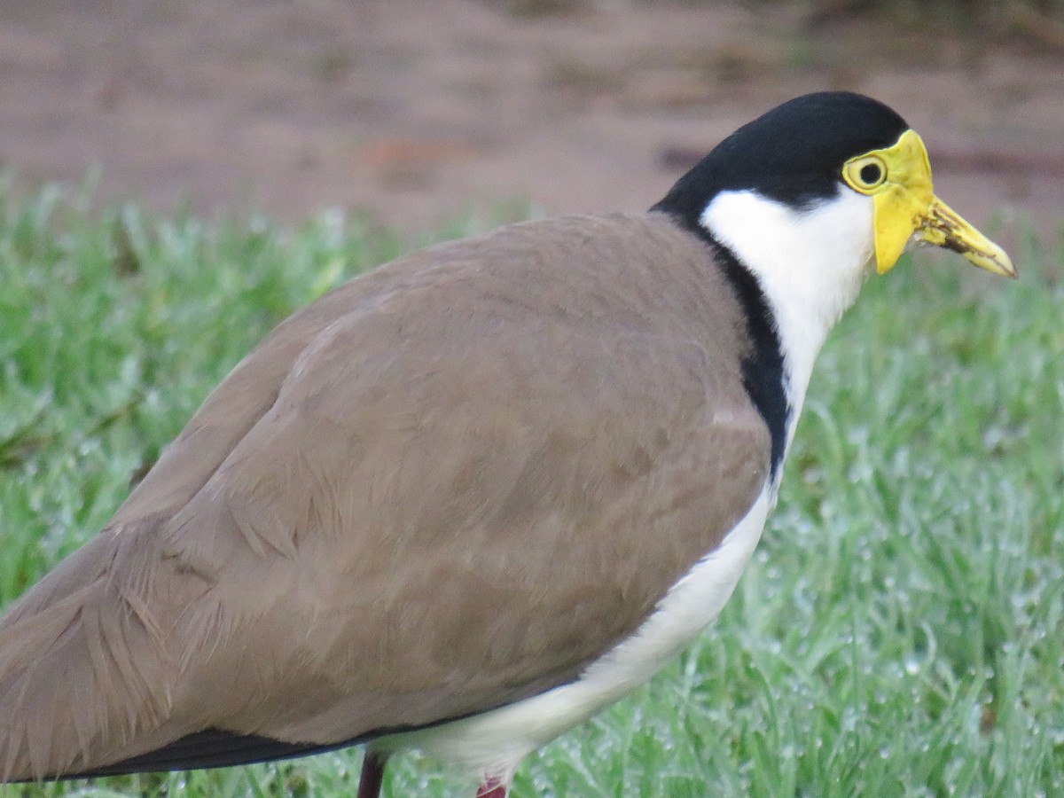 Masked Lapwing - ML466943261