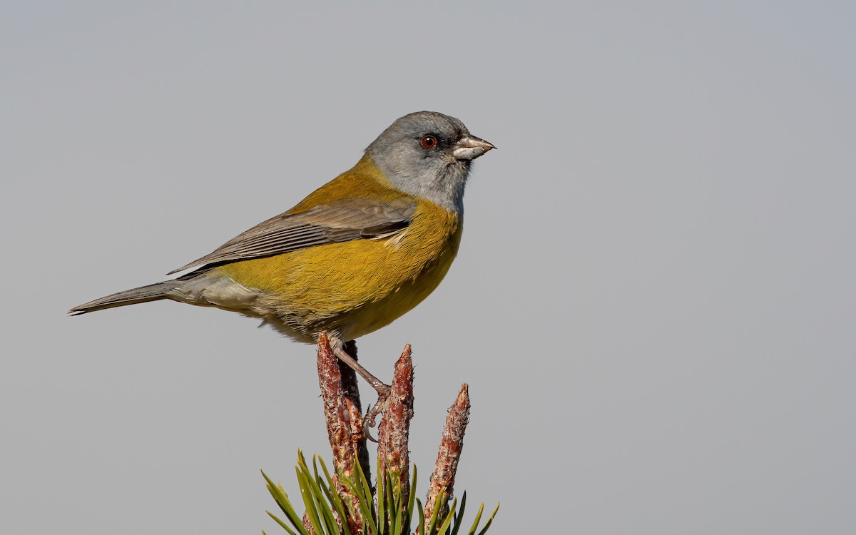 Patagonian Sierra Finch - ML466943651