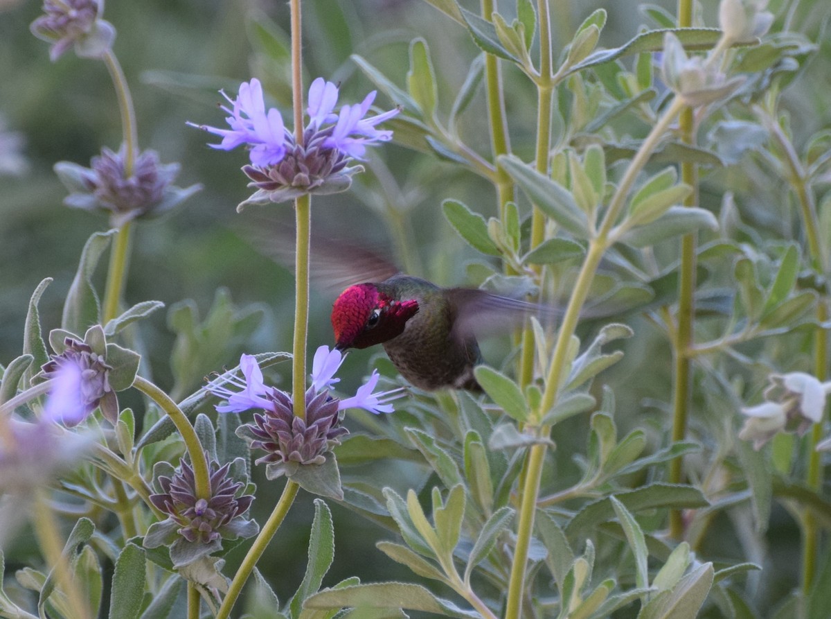 Anna's Hummingbird - ML466944041