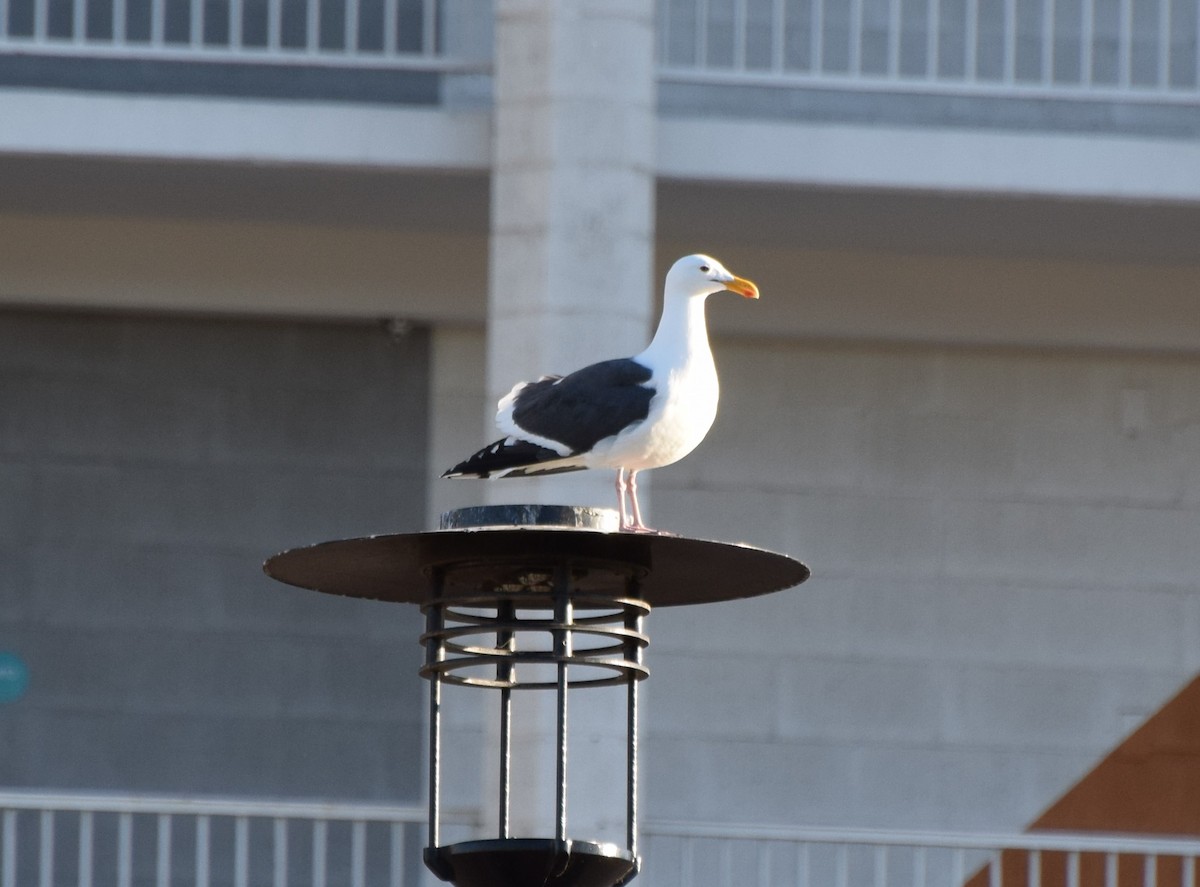 Western Gull - ML466944091