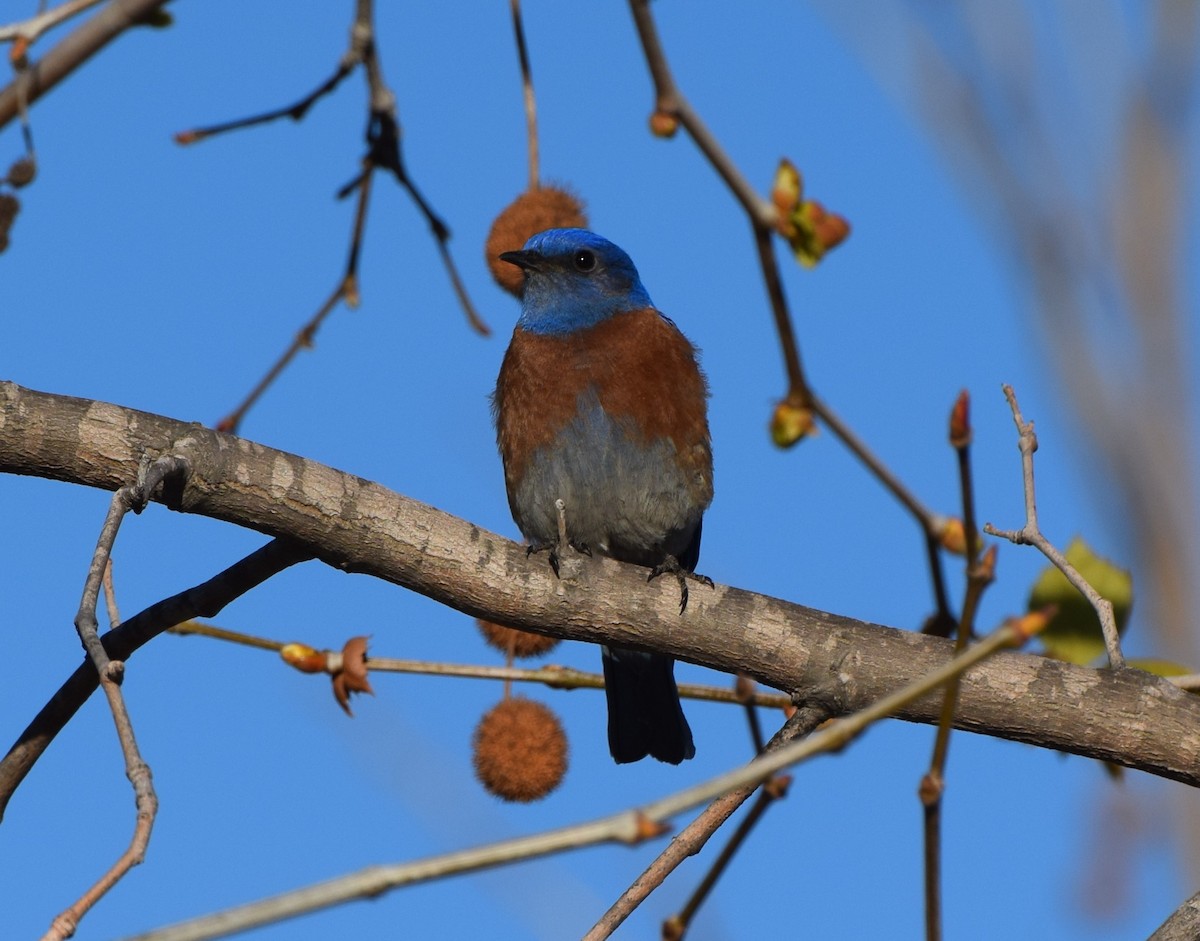 Western Bluebird - ML466944161