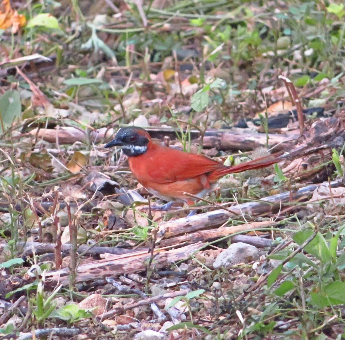 White-whiskered Spinetail - maicol gonzalez guzman