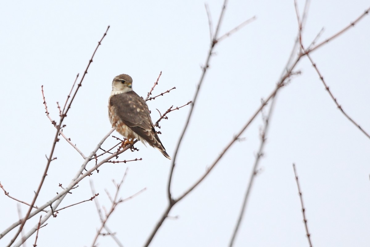 dřemlík tundrový (ssp. columbarius) - ML46694541