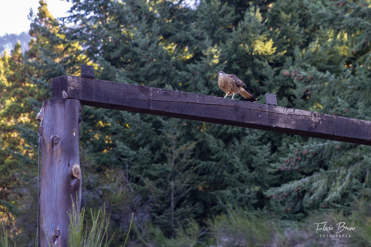 Chimango Caracara - ML466945621