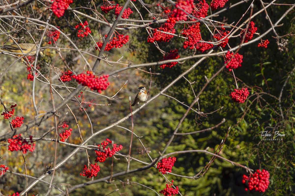 Rufous-collared Sparrow - ML466945681