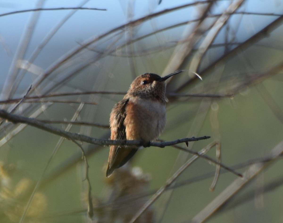 Allen's Hummingbird - ML466948401