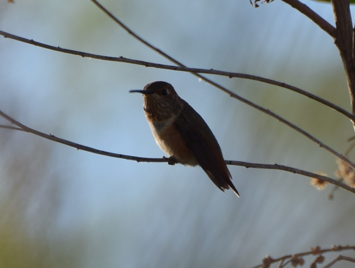 Allen's Hummingbird - ML466948411