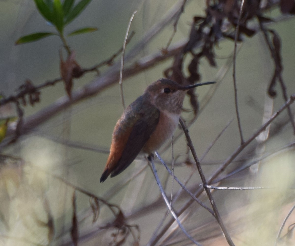 Allen's Hummingbird - Anonymous