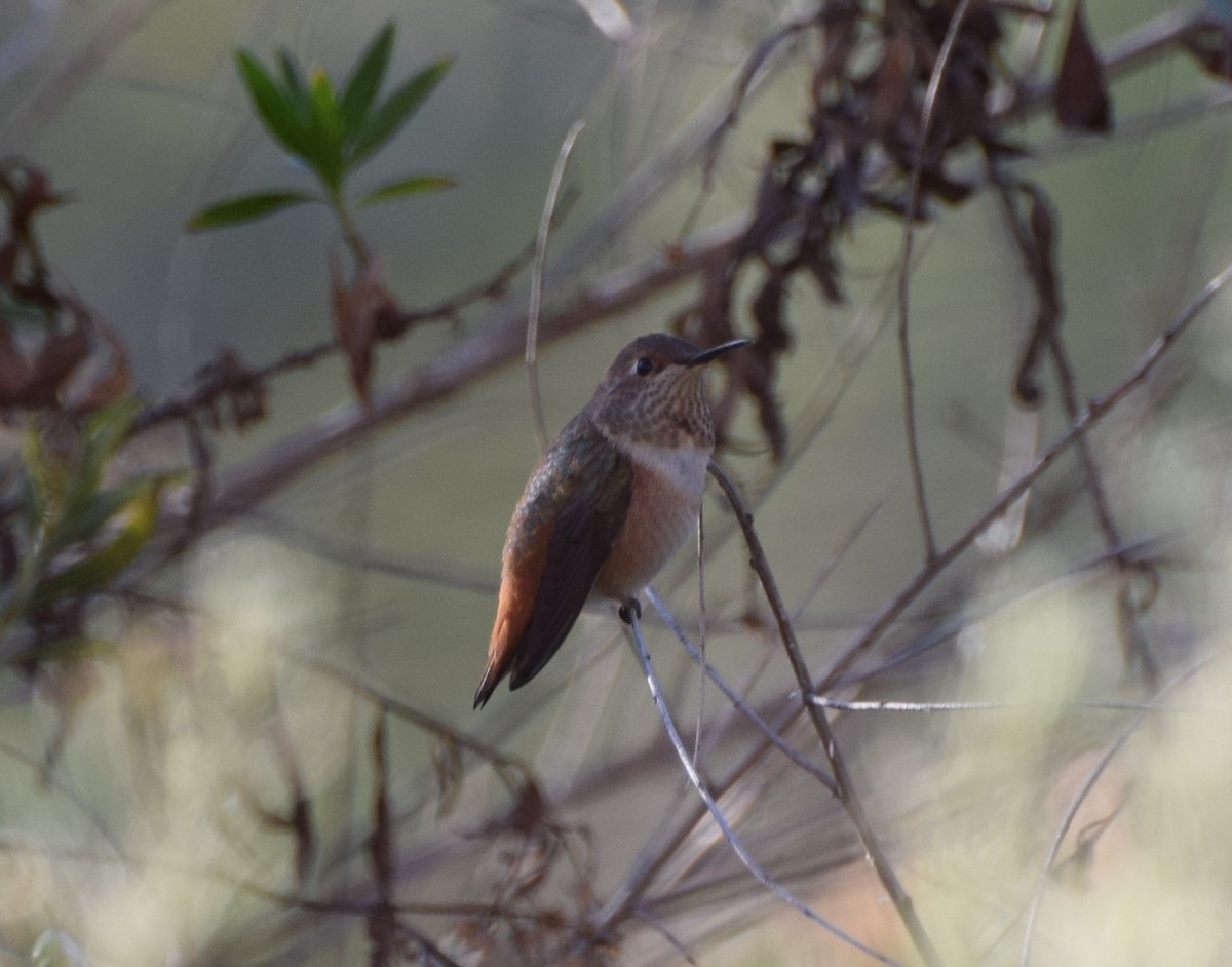 Allen's Hummingbird - ML466948441