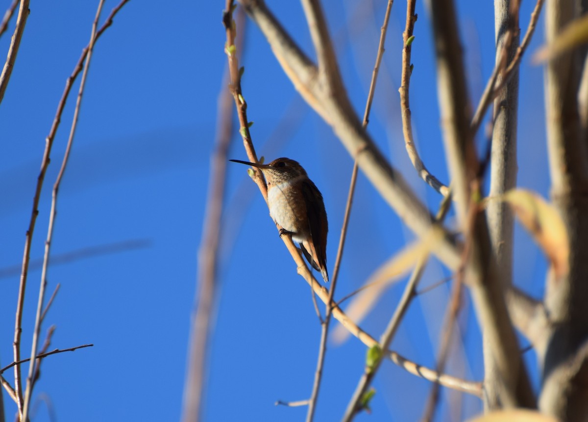 Allen's Hummingbird - ML466948471