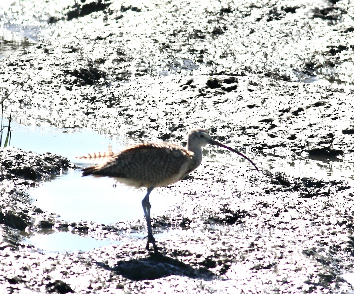 Long-billed Curlew - ML466948581