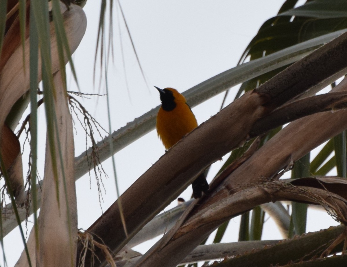 Hooded Oriole - ML466948751