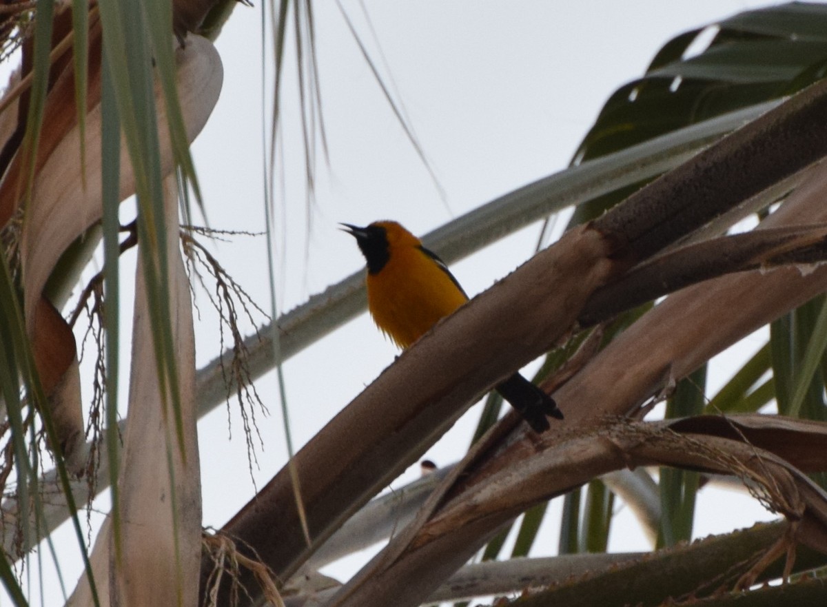 Hooded Oriole - ML466948761