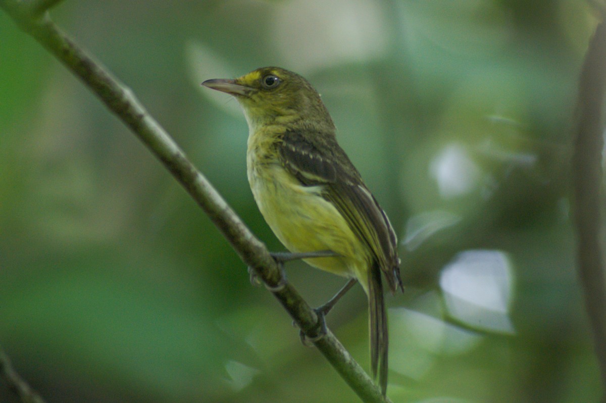 Mangrove Vireo - ML466948861