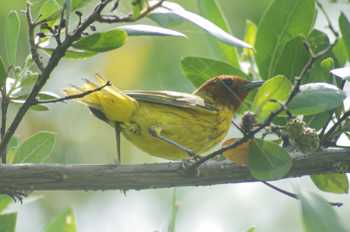 Yellow Warbler (Mangrove) - ML466948901