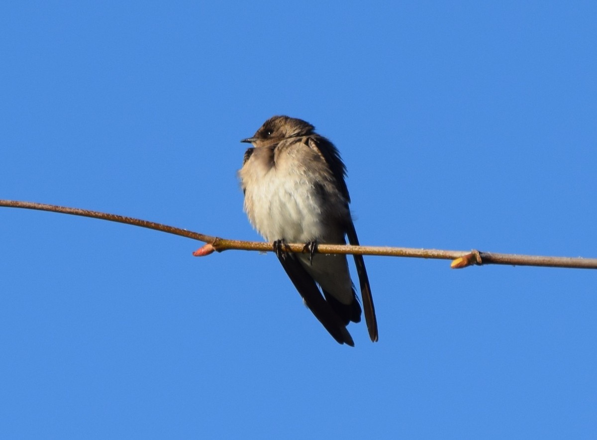 Northern Rough-winged Swallow - ML466949651