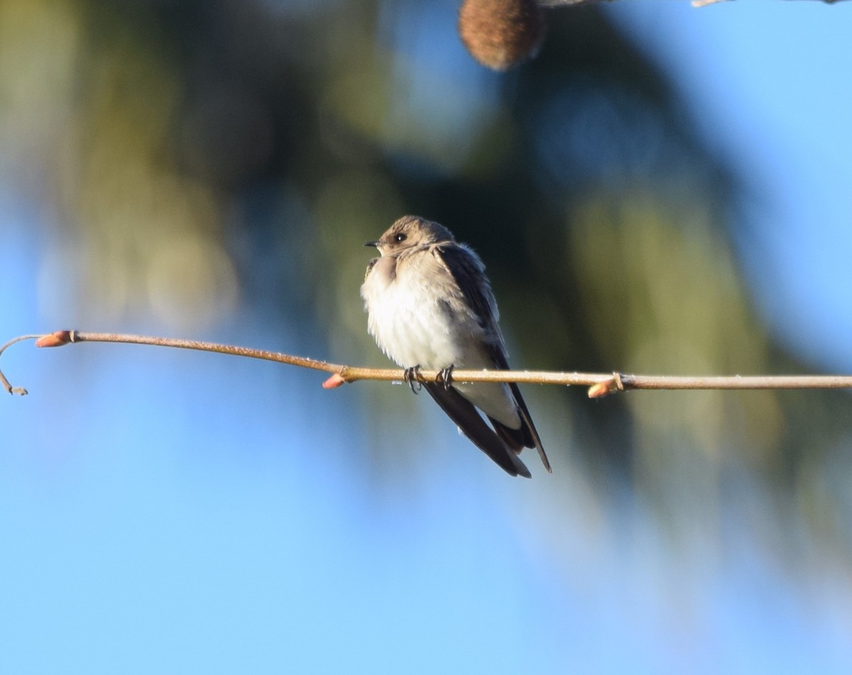Northern Rough-winged Swallow - ML466949661