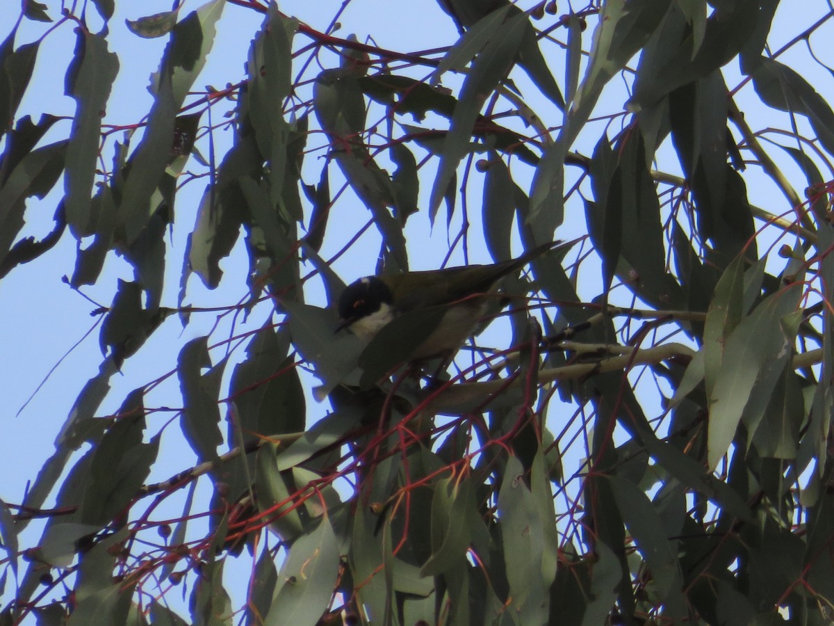 White-naped Honeyeater - Christine D