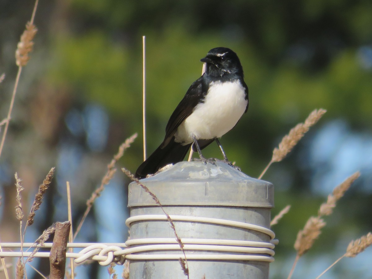 Willie-wagtail - ML466950351