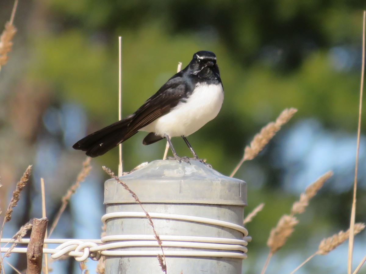 Willie-wagtail - Christine D