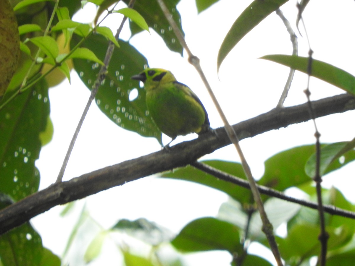 Emerald Tanager - ML466950721