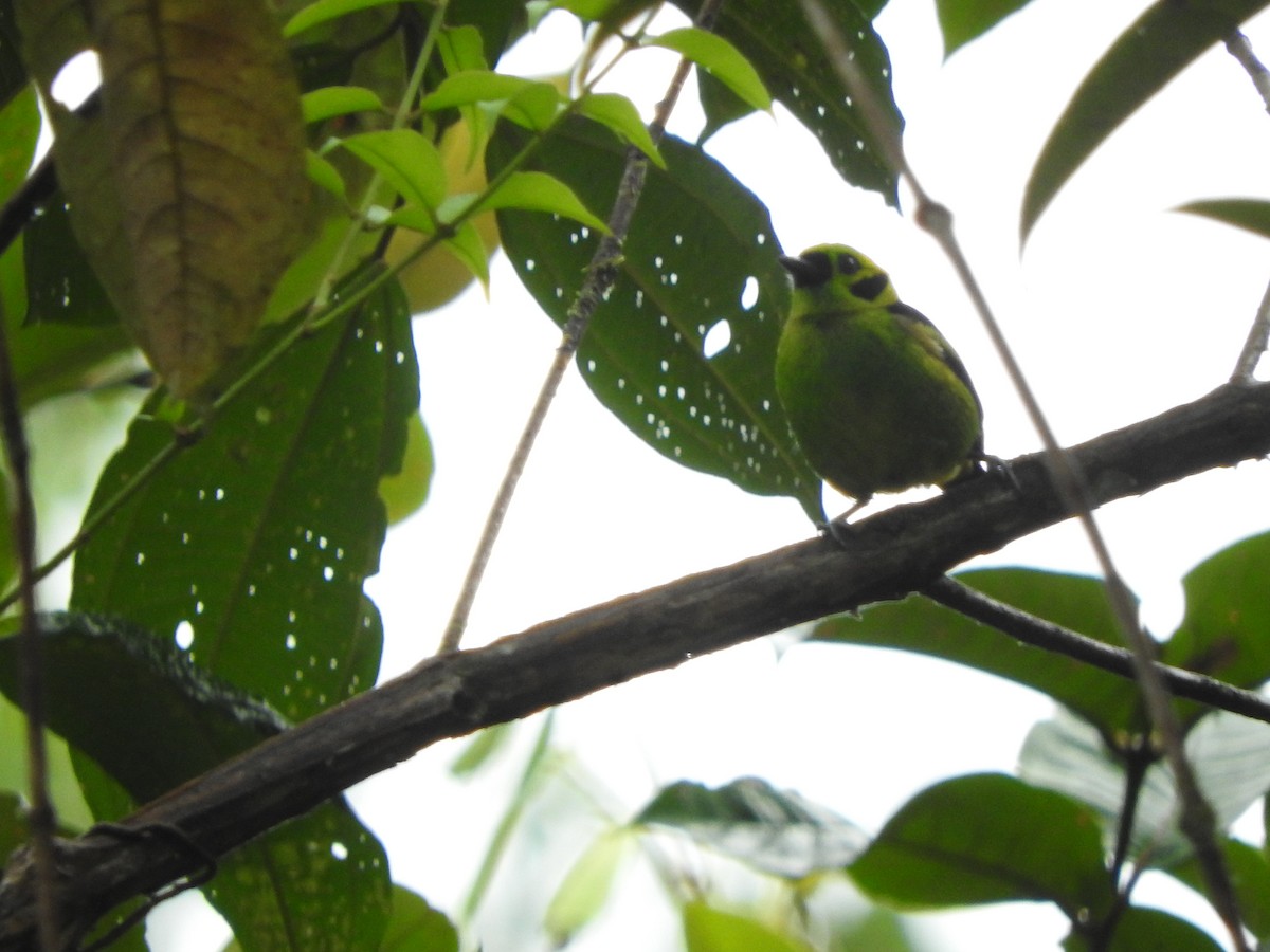 Emerald Tanager - ML466950731