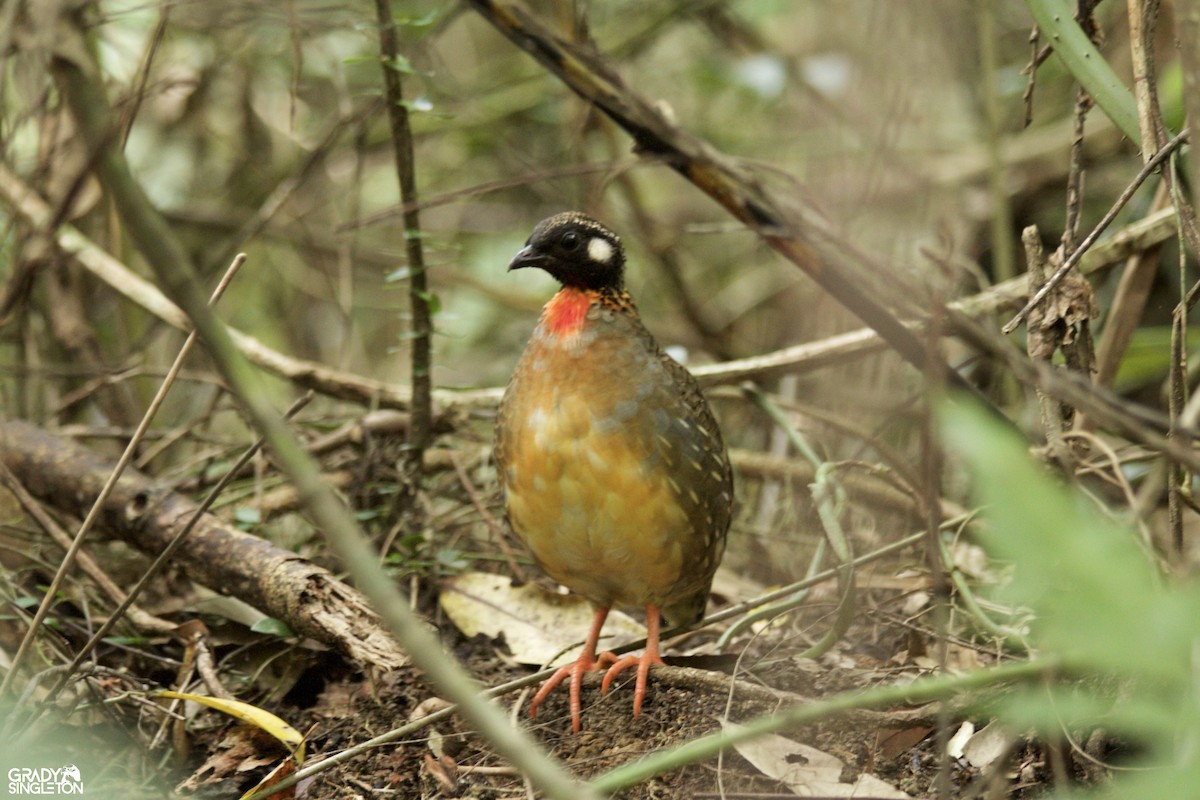 Hainan Partridge - ML466951941