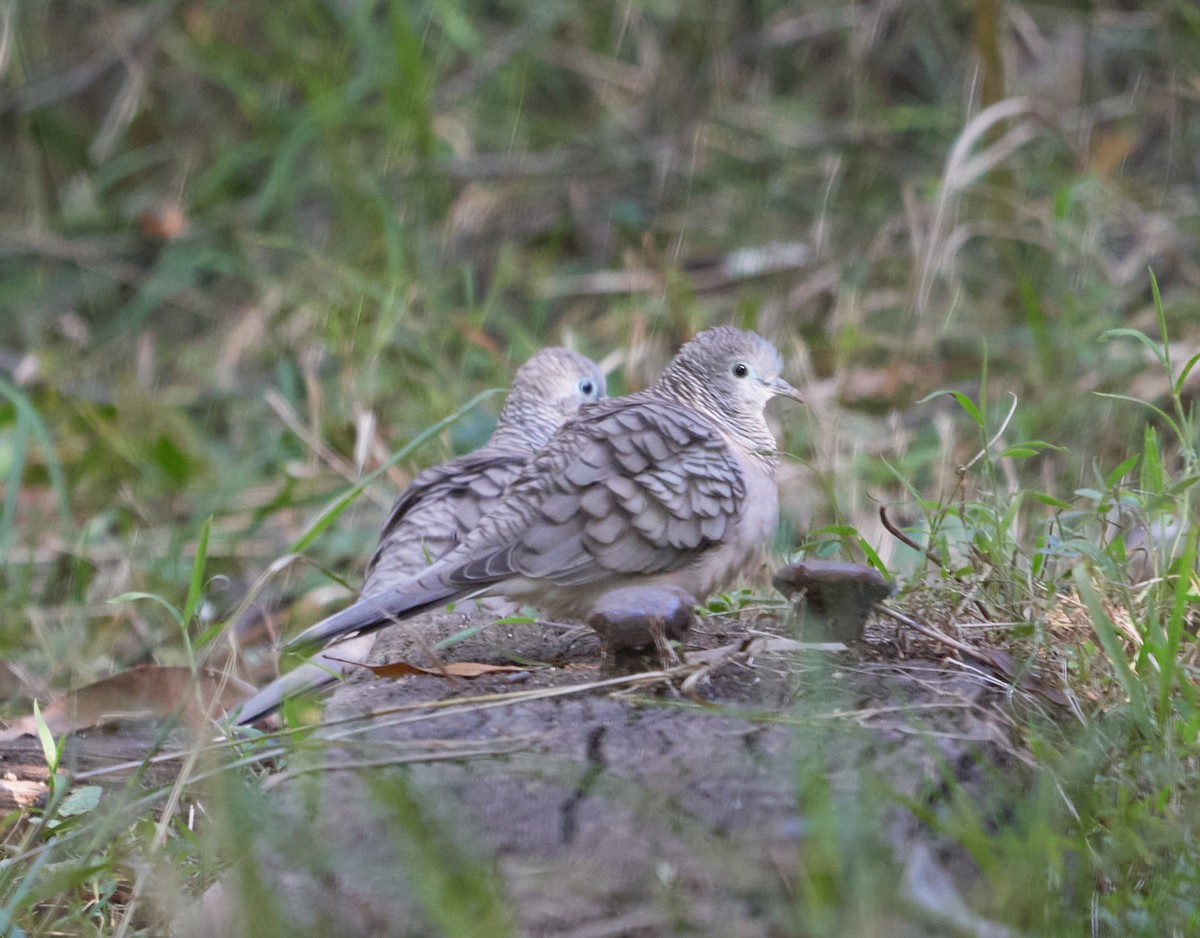 Peaceful Dove - ML466952561