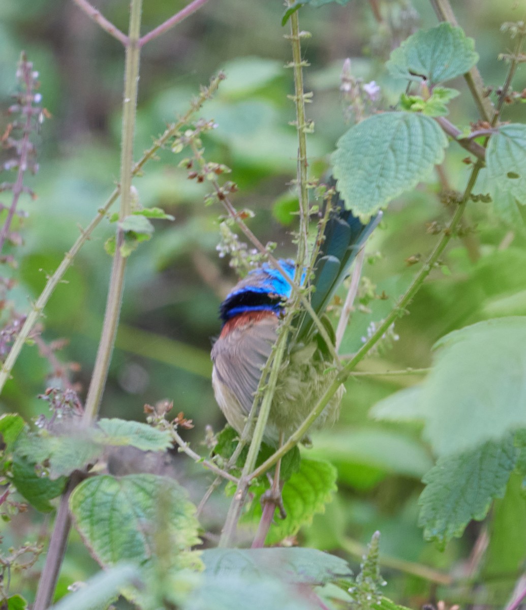 Purple-backed/Variegated Fairywren - ML466952731