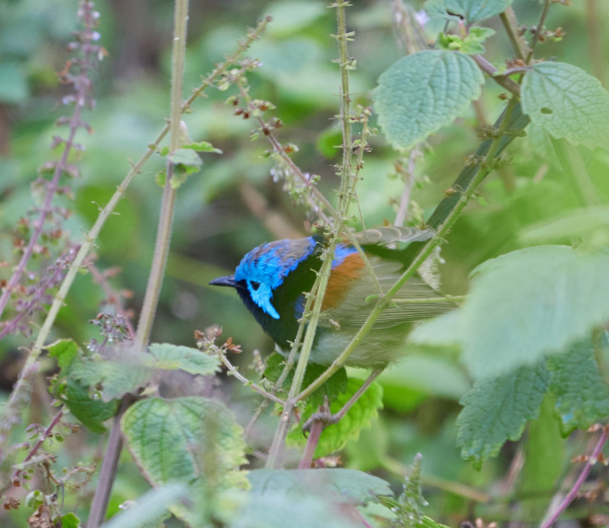 Purple-backed/Variegated Fairywren - ML466952751